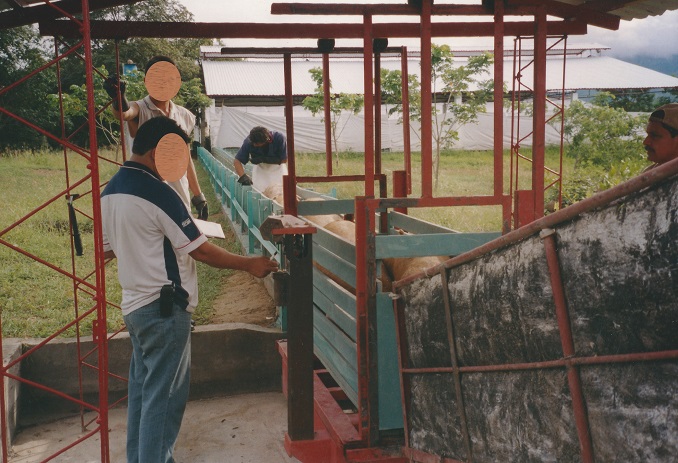 Bascula para pesar porcinos camino sendero cargar cerdos porcino rampa para carga trasporte cerdo marranos caprinos porcicultura manejo de porcinos pesar cargar trasportar trasladar puercos pesaje control peso 002 Bascula para pesar porcinos camino sendero cargar cerdos porcino rampa para carga trasporte cerdo marranos caprinos porcicultura manejo de porcinos pesar cargar trasportar trasladar puercos pesaje control peso 002 Bascula para pesar porcinos camino sendero cargar cerdos porcino rampa para carga trasporte cerdo marranos caprinos porcicultura manejo de porcinos pesar cargar trasportar trasladar puercos pesaje control peso 002